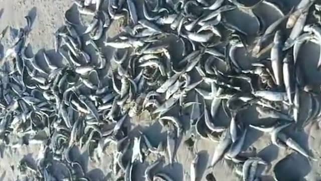 Stranden in Kaapstad bezaaid met duizenden dode vissen