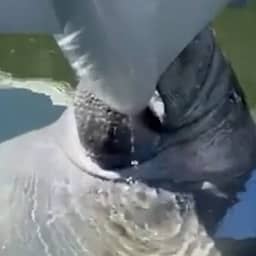 Video | Zeekoe drinkt zoet water dat van politieboot druppelt in VS