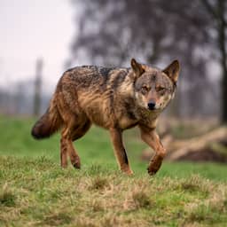 Wolf die hardloper op Hoge Veluwe beet nog niet gedood, rechter wil meer tijd
