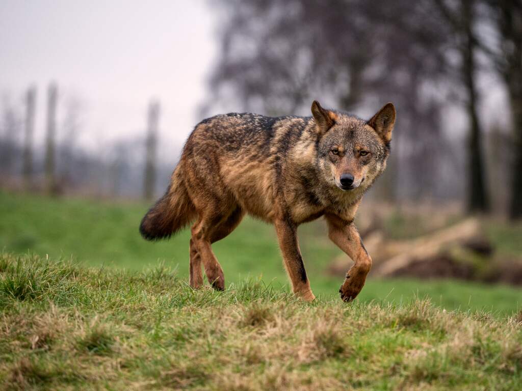 Wolf die hardloper op Hoge Veluwe beet nog niet gedood, rechter wil meer tijd