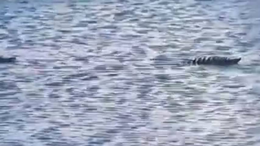 Bonaire in de ban van plotseling opgedoken krokodil