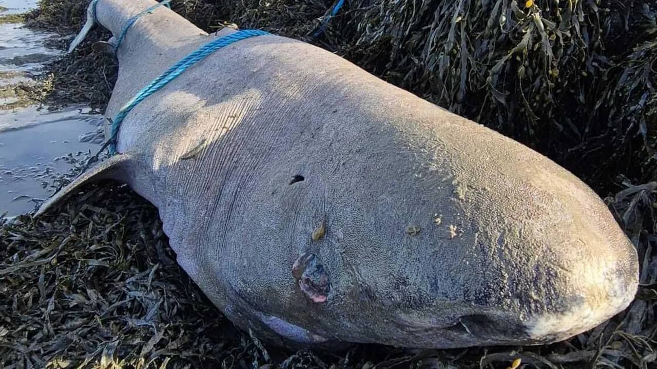 Zeldzame 150 jaar oude Groenlandse haai spoelt voor het eerst aan in Ierland