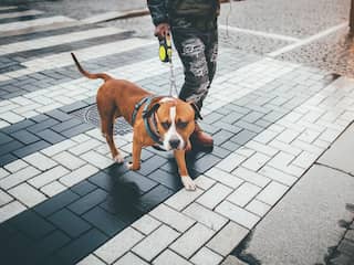 Niet alles wordt duurder: deze tien dingen werden juist goedkoper