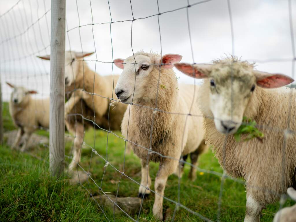 Aantal blauwtongvirusbesmettingen stijgt, nog onduidelijk wat dat betekent