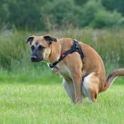 De natuur is zo kwetsbaar dat zelfs honden er soms niet mogen poepen
