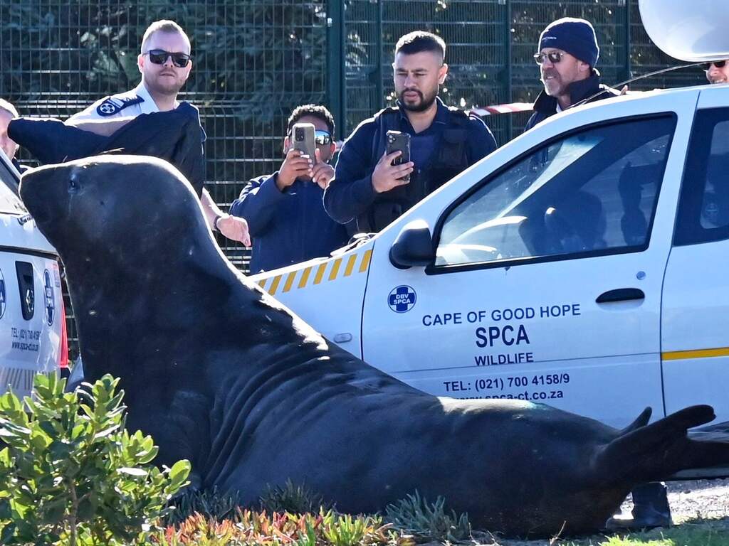 Enorme zeehond zet Zuid-Afrikaans kustdorp op stelten: 'Hoe kom jij nou hier?'