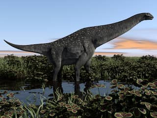 Fossiel in lade museum blijkt eerste gevonden bot van titanosaurus in Antarctica
