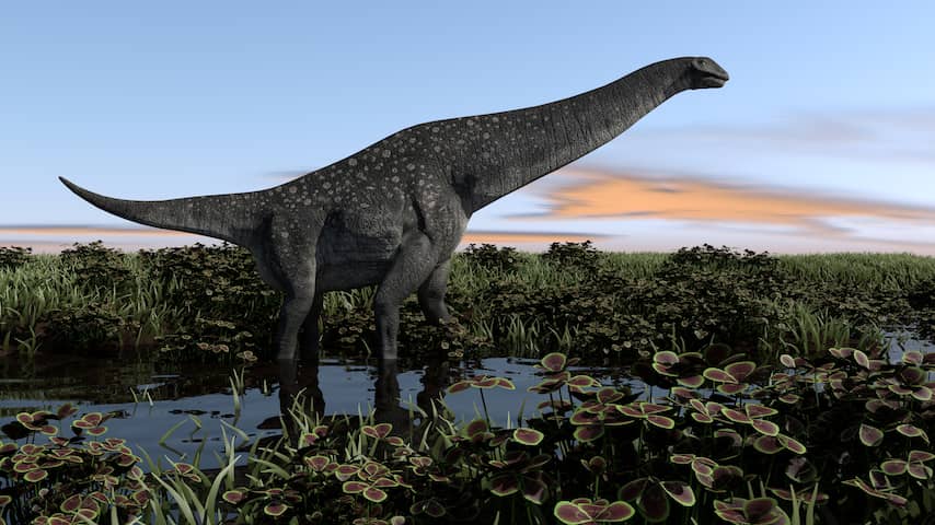 Fossiel in lade museum blijkt eerste gevonden bot van titanosaurus in Antarctica