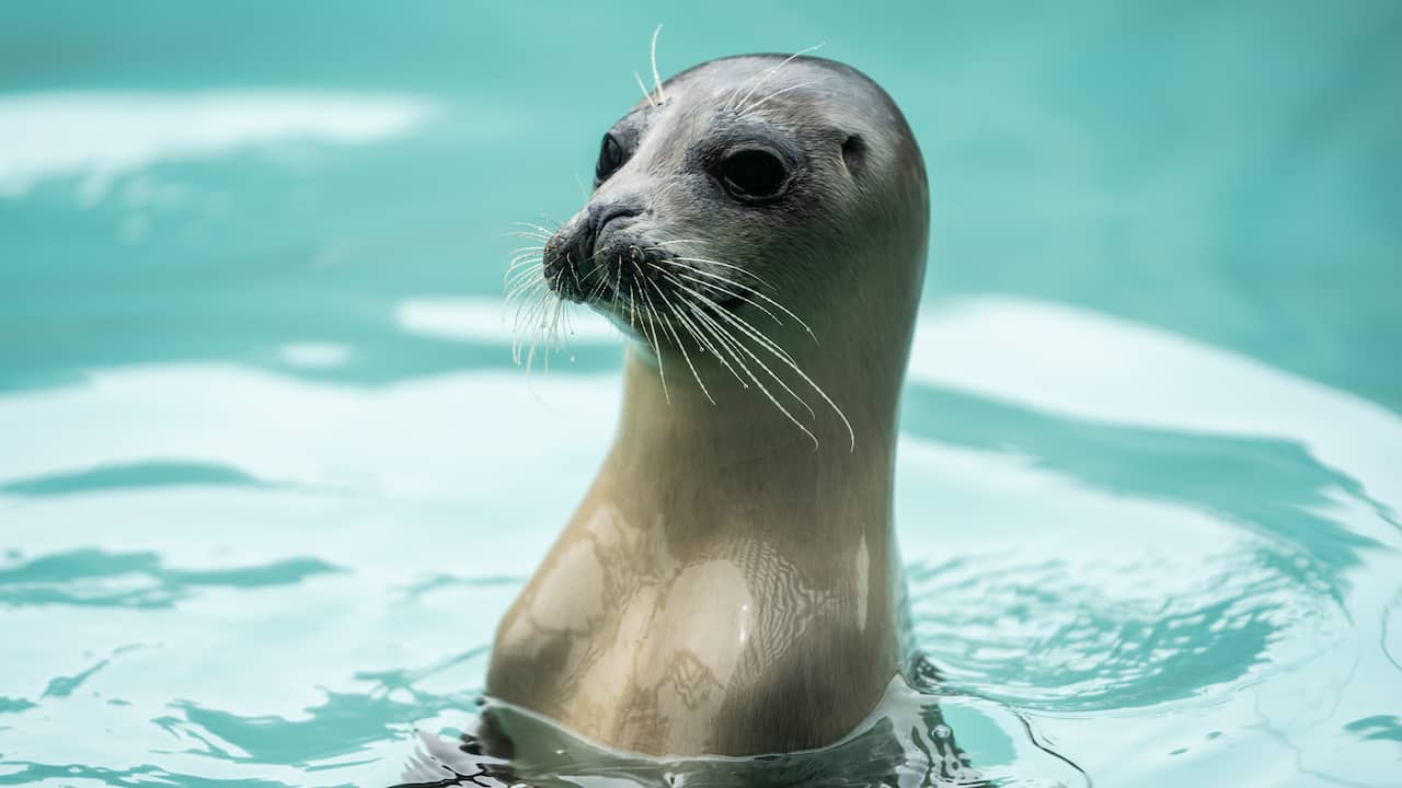 Stichting Zeehondencentrum Pieterburen staat op het punt failliet te gaan