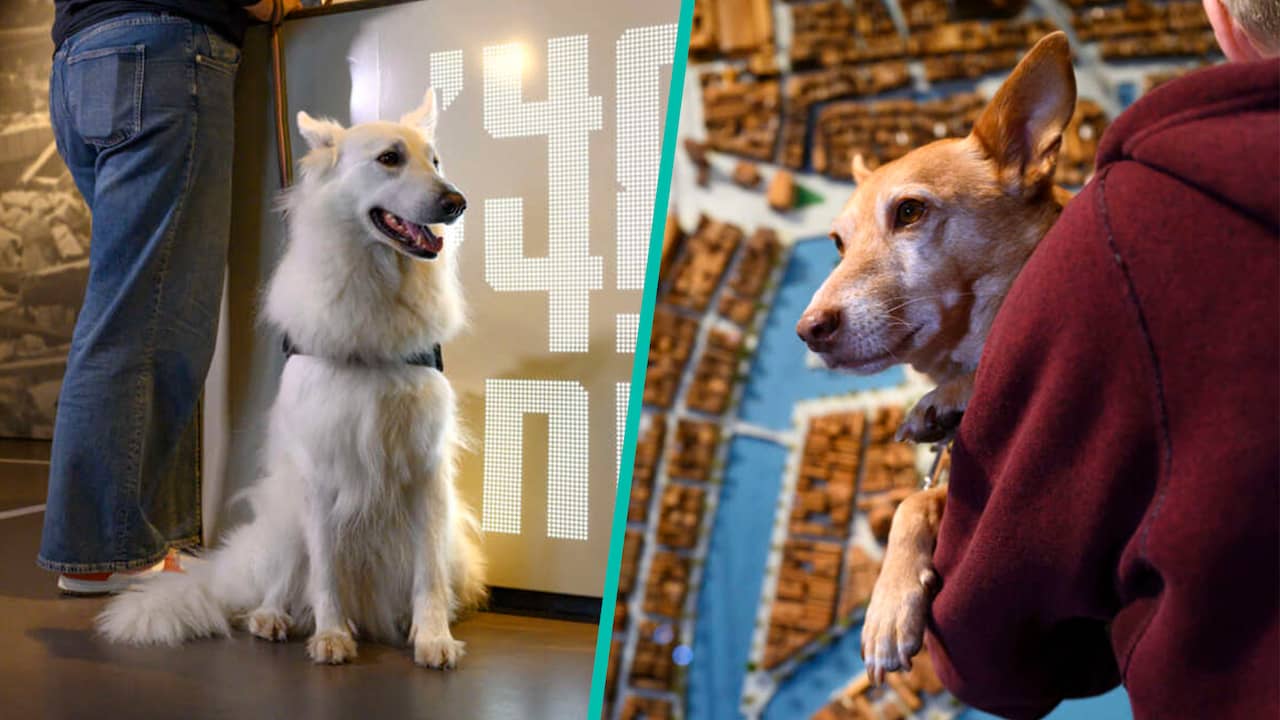 Honden op verschillende zondagen welkom in Museum Rotterdam