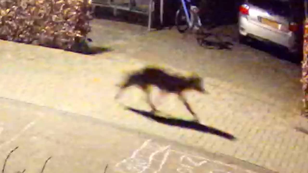 Video | Deurbelcamera filmt zwervende wolf in woonwijk Overijssel