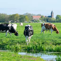 Stikstofpakket krijgt ruime voldoende: krimp veestapel is onvermijdelijk