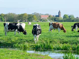 Stikstofpakket krijgt ruime voldoende: krimp veestapel is onvermijdelijk