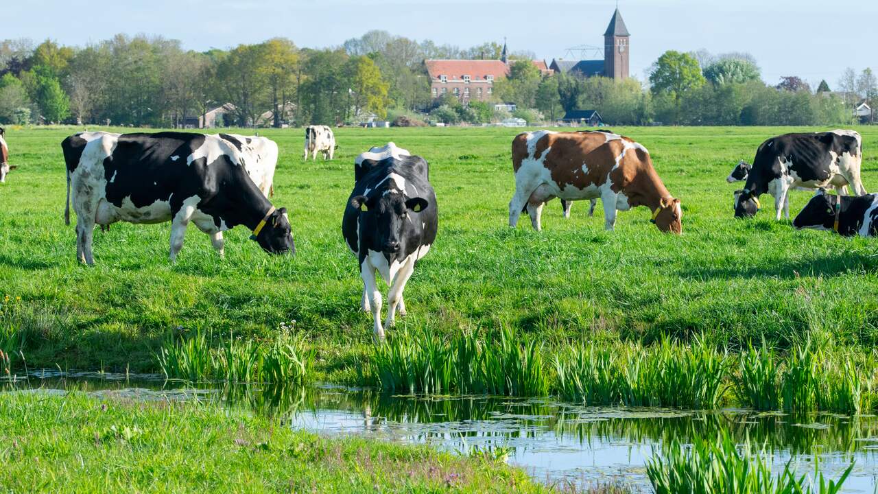 Foto bij Stikstofpakket krijgt ruime voldoende: krimp veestapel is onvermijdelijk