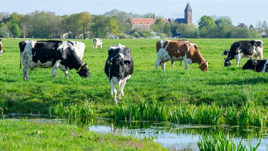 Foto bij Stikstofpakket krijgt ruime voldoende: krimp veestapel is onvermijdelijk