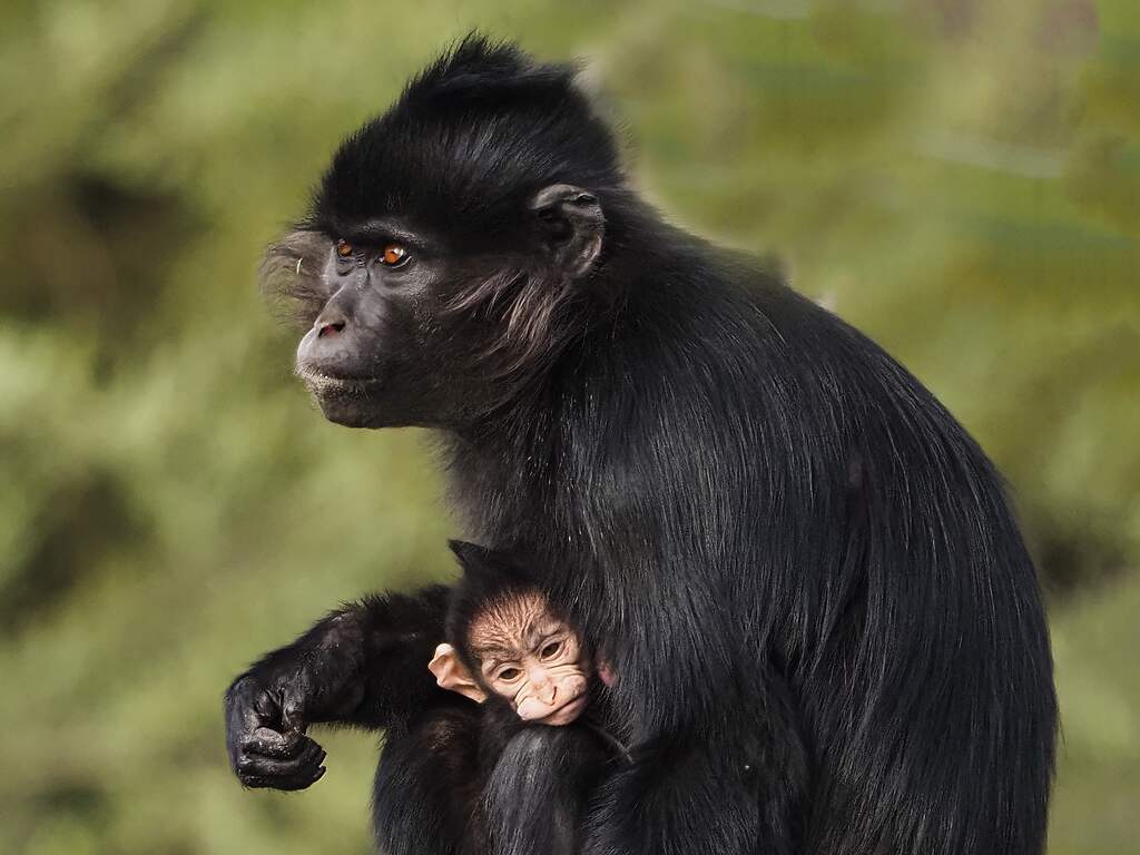 Bijzonder apenjong geboren in Beekse Bergen