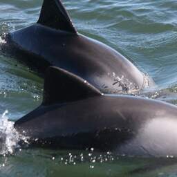 Bruinvis verdronken in Waddenzee tijdens aanbrengen van zender voor onderzoek