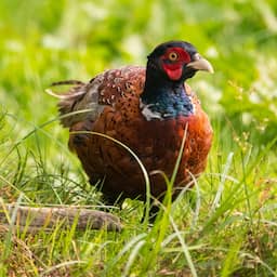 In Drenthe gaan boeren en boswachters samen strijd tegen stikstof aan