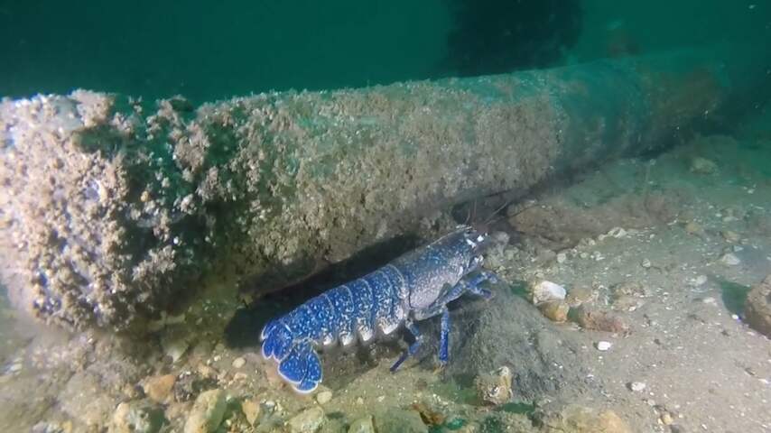 Vondsten 17e eeuw schip in goede staat: 'Nog nooit zo'n kanon gezien'