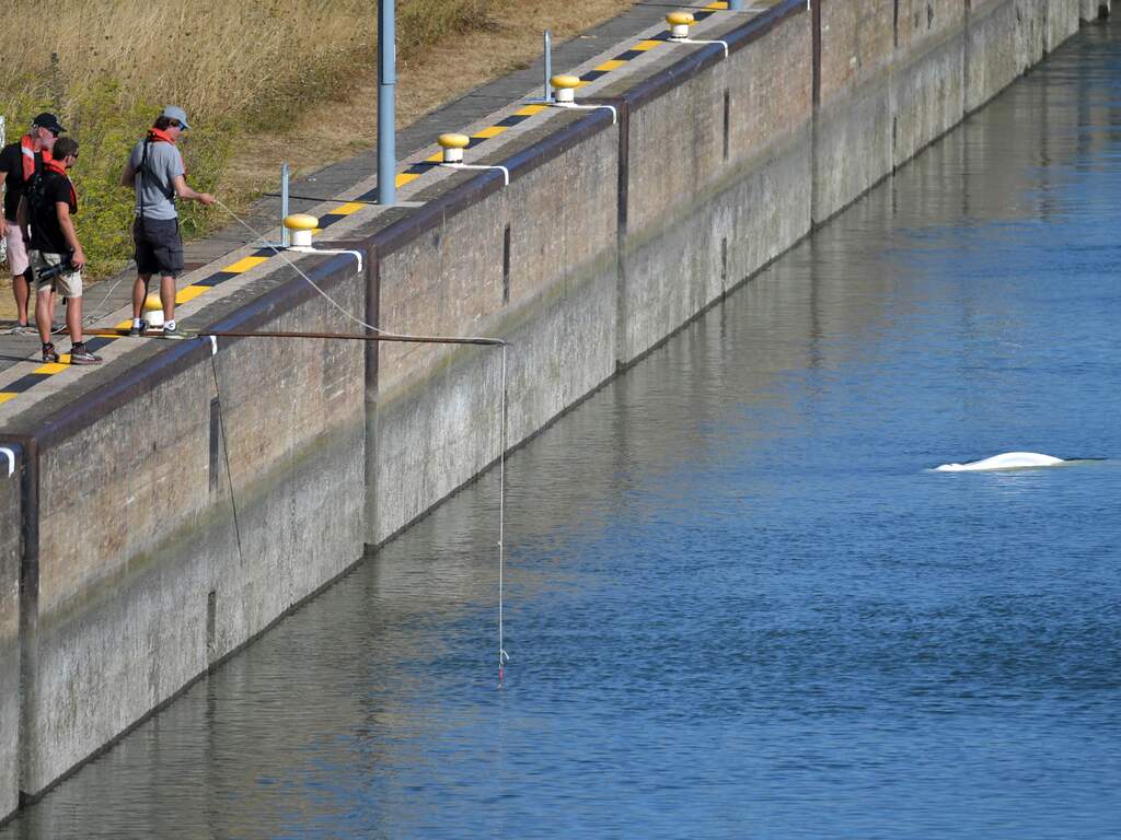 Beloega die verdwaalde in Seine eet niet meer en beweegt heel weinig