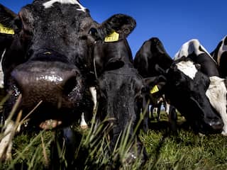 Antistoffen vogelgriep gevonden bij koe, eerste bekende geval in Europa