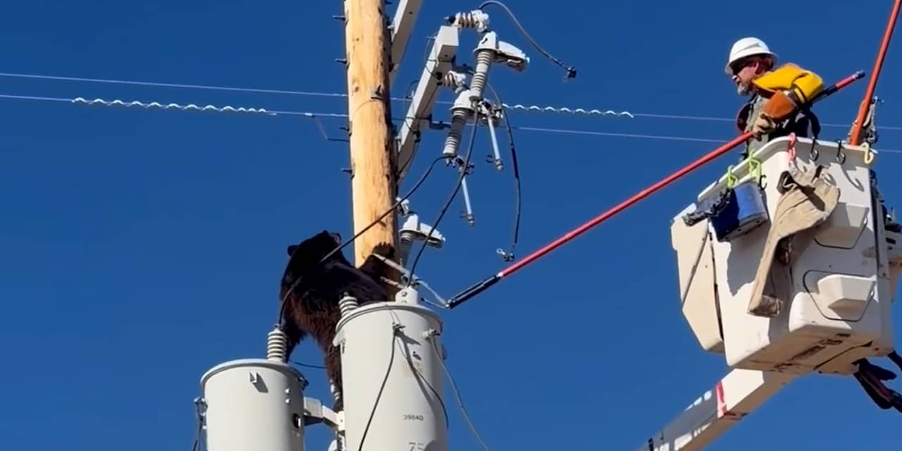 Beer wordt uit elektriciteitspaal gehaald vanwege elektrocutiegevaar