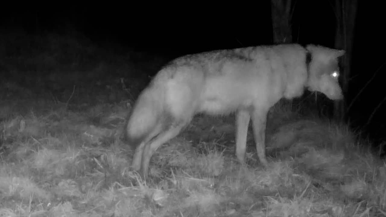 Video | Gezenderde wolf leeft nu bij roedel op Utrechtse Heuvelrug