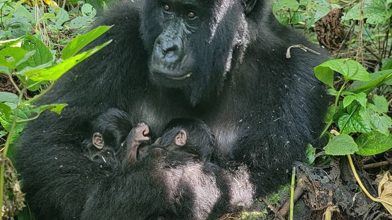 Bedreigde berggorilla baart unieke tweeling in Congolees oorlogsgebied