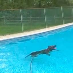 Video | Amerikaanse politiehond zoekt verkoeling in zwembad tijdens zoektocht