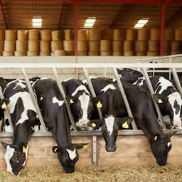 NU+ | Boeren in spanning door MKZ-uitbraak: 'Kan gigantische ramp zijn'