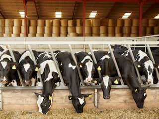 Boeren in spanning door MKZ-uitbraak: 'Kan gigantische ramp zijn'