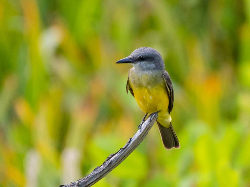 Douane betrapt vrouw die acht zangvogels wilde meesmokkelen in karaokeset