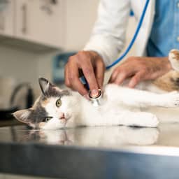Twee katten in Eindhovense buurt gewond geraakt door pijl uit kruisboog