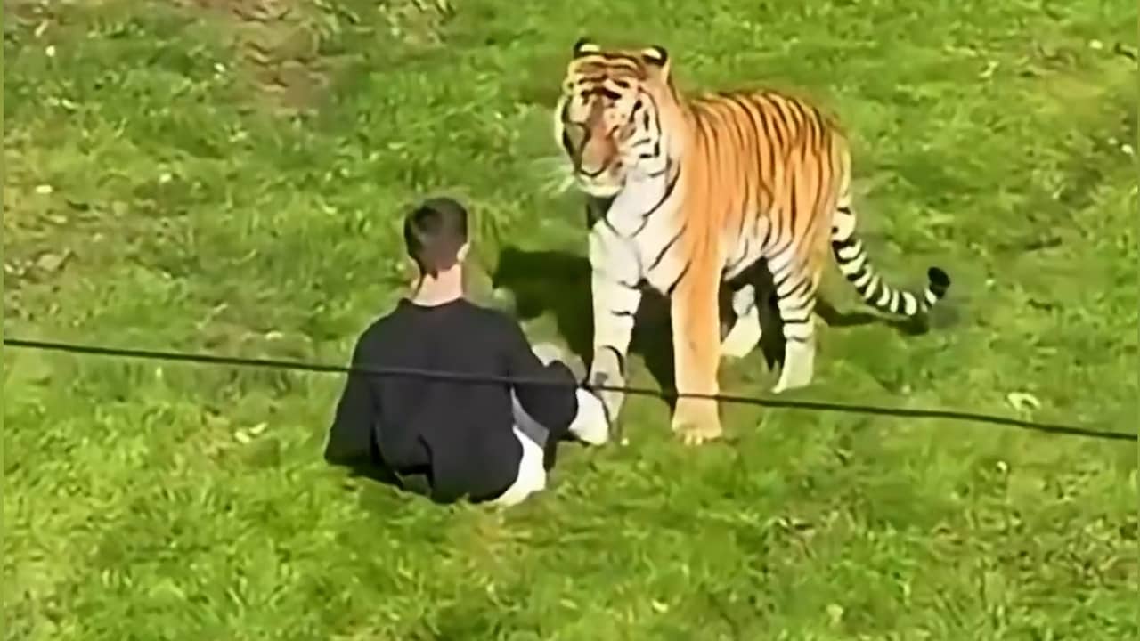 Man wordt aangevallen door tijger in Britse dierentuin