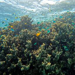 Australisch Great Barrier Reef verliest in rap tempo levend koraal