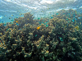 Australisch Great Barrier Reef verliest in rap tempo levend koraal