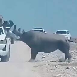 Video | Neushoorn beukt zijkant van auto met toeristen kapot in Namibië