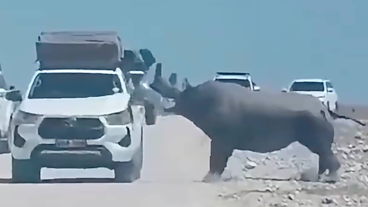 Neushoorn beukt zijkant van auto met toeristen kapot in Namibië
