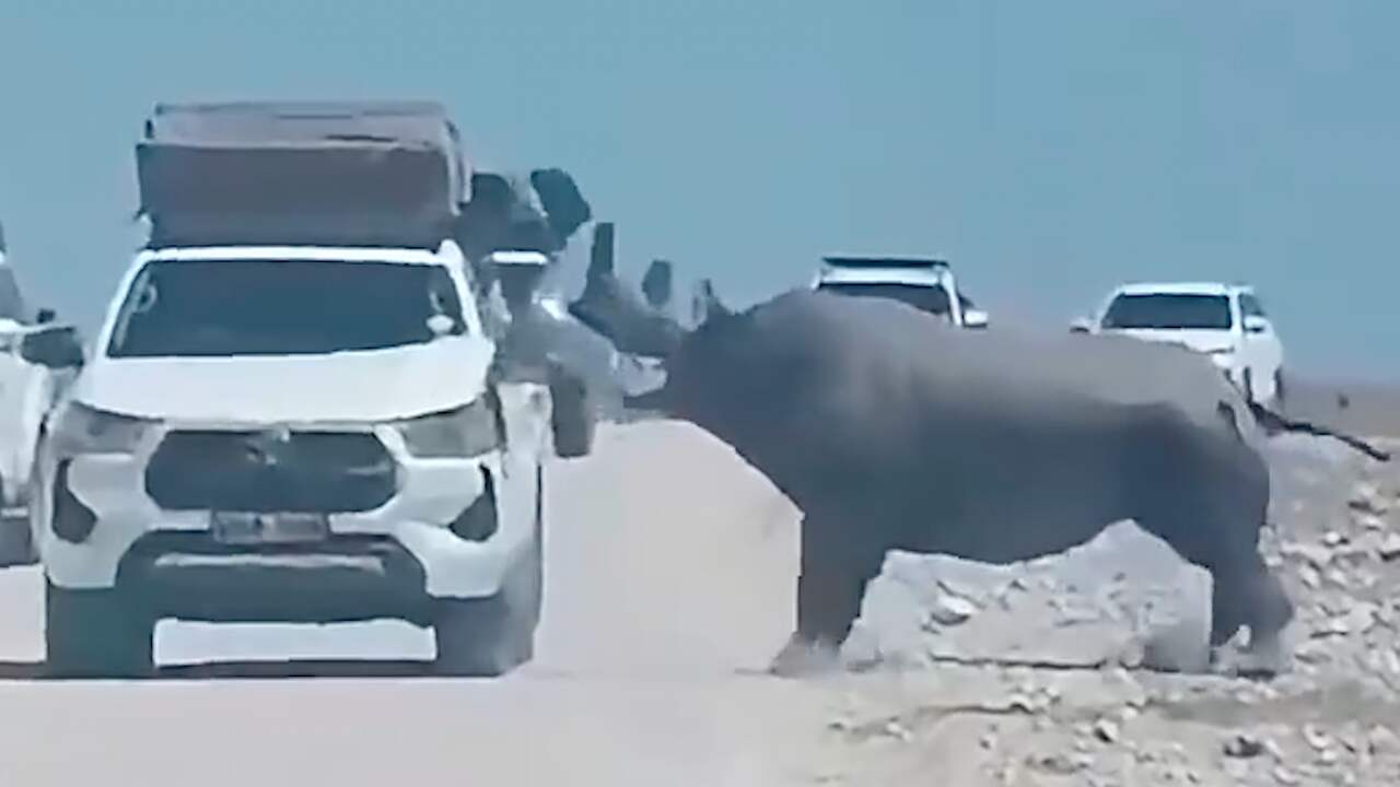 Foto bij Video | Neushoorn beukt zijkant van auto met toeristen kapot in Namibië