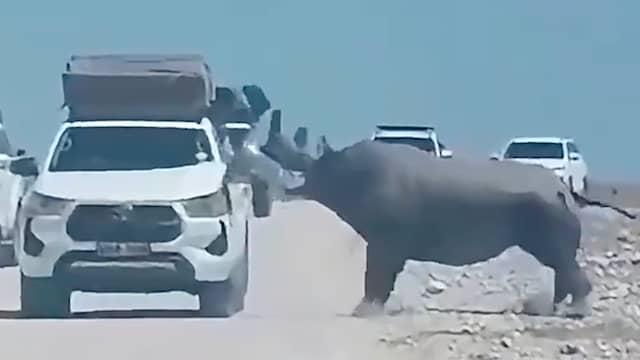 Neushoorn beukt zijkant van auto met toeristen kapot in Namibië