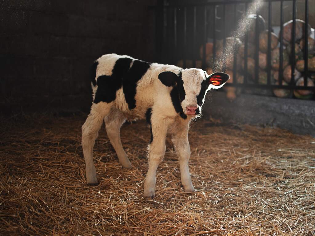 Boer vindt geslacht kalf in de wei, dier is mogelijk gedood voor het vlees