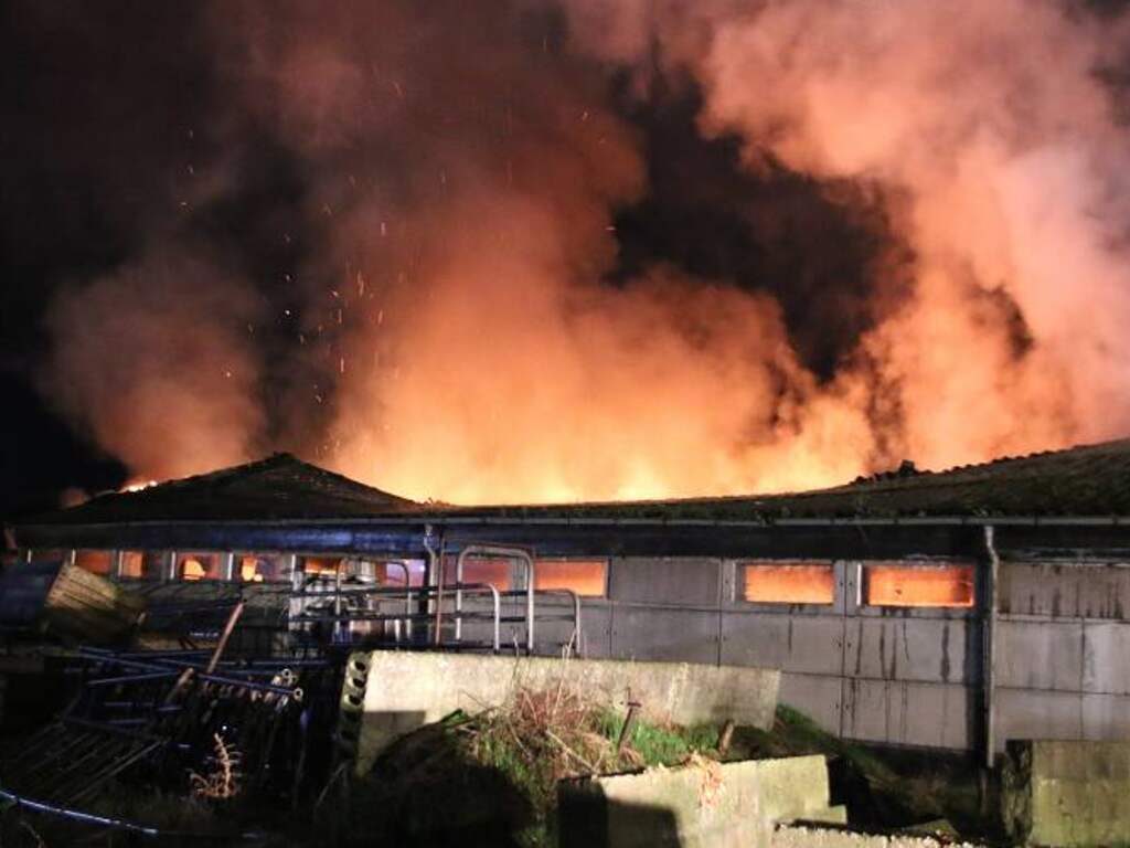Vorig jaar meer dieren omgekomen bij stalbrand, vooral kippen slachtoffer