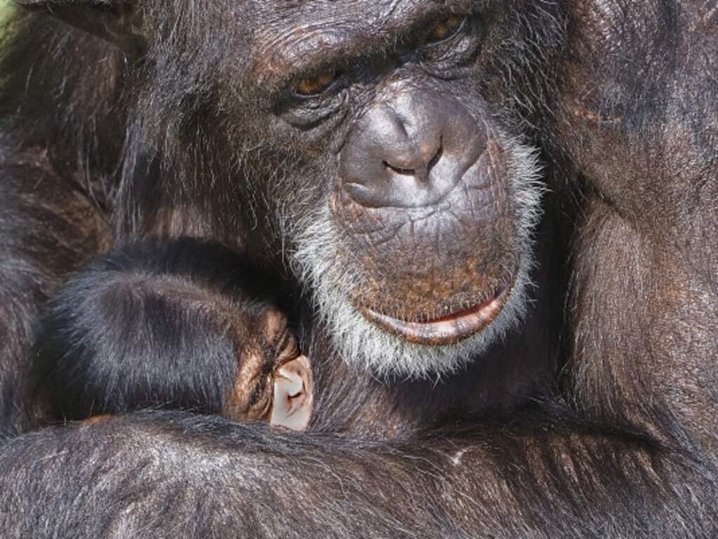 Chimpanseevrouwtje geboren in Safaripark Beekse Bergen