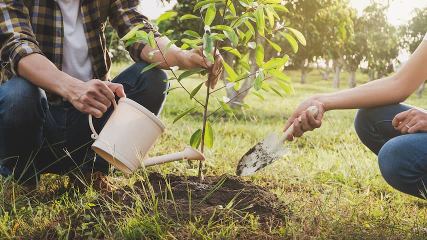Bomen planten en nog vier opties voor CO2-opslag: geen magische knop |  Klimaat | NU.nl