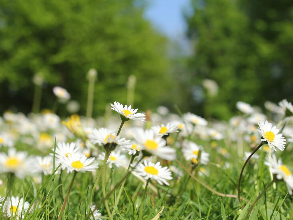 Nederland heeft nu ook een nationale bloem: het madeliefje