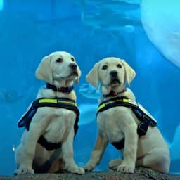 Video | Puppy's verkennen aquarium in Sydney