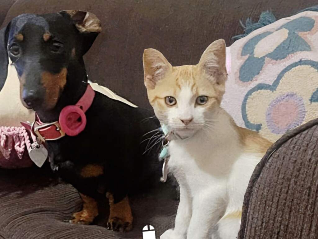 Vermiste teckel na bijna anderhalf jaar teruggevonden op Australisch eiland