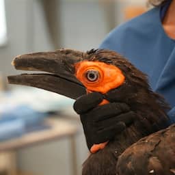 Zuidelijke hoornraaf in ARTIS krijgt als eerste vogel wereldwijd 3D-geprinte snavel