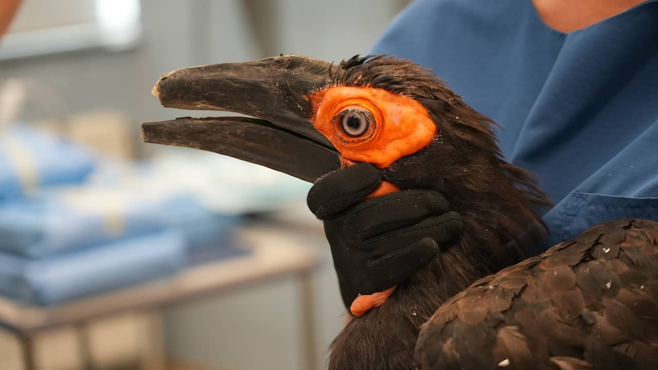 Hoornraaf in ARTIS krijgt als eerste vogel wereldwijd volledig 3D-geprinte snavel