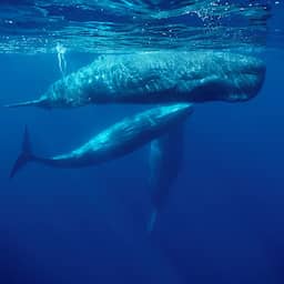 Wetenschappers ontdekken dat potvissen communiceren zoals mensen praten